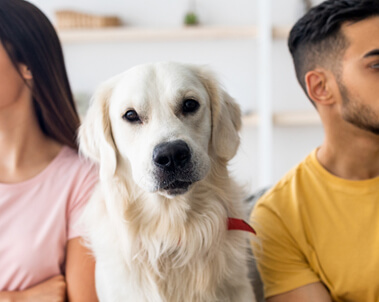 pets in divorce disputes